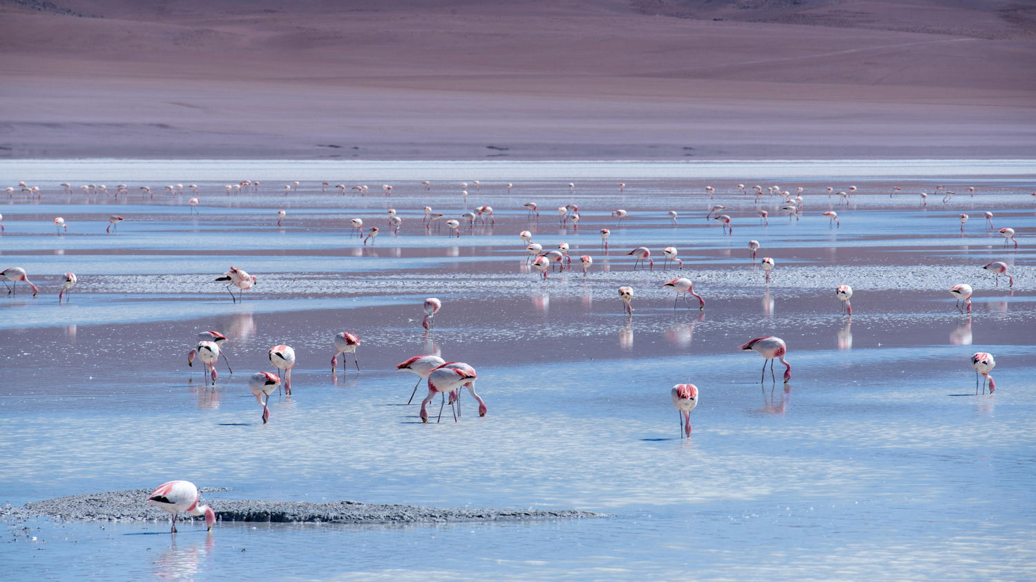 Flamingos wading in a shallow body of water with the salt lake landscape of Salar de Uyuni in the background
