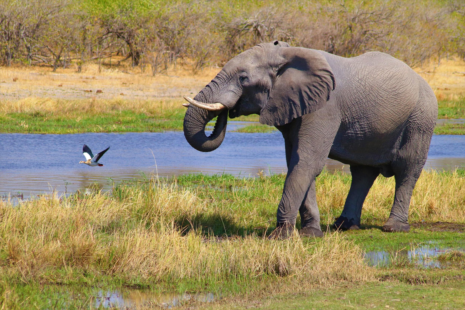 Elephant walking near a water body with a bird in the background