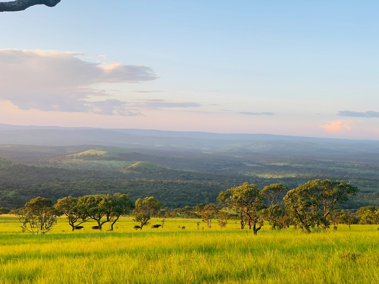Scenic view of a grassy field in Burundi with trees and a distant landscape under a blue sky.
