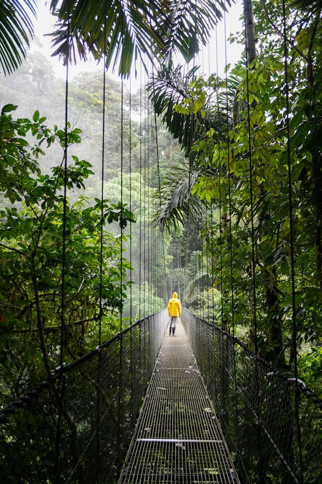 Person walking on a suspension bridge in a dense tropical rainforest in a national park in Costa Rica.