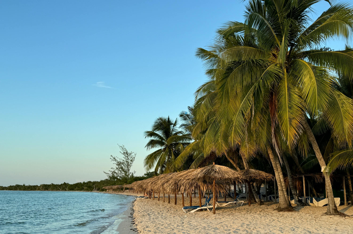 Beach scene with palm trees, thatched umbrellas, and clear blue sky.