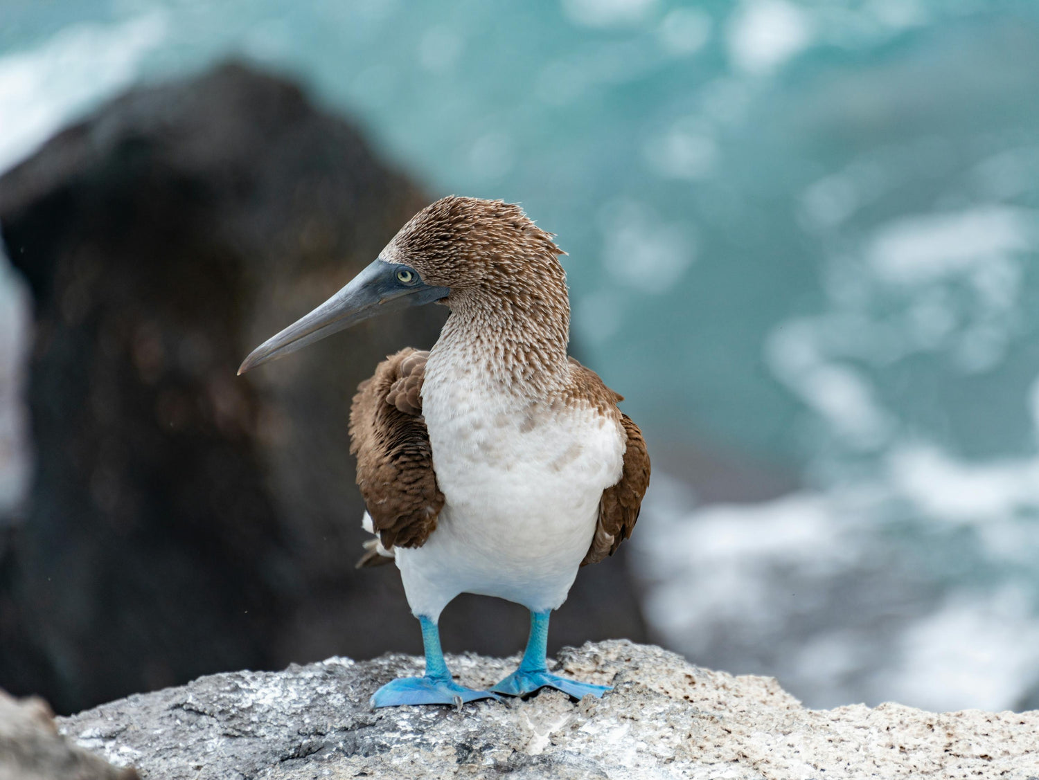 Blue-footed booby bird standing on a rock with ocean in the background