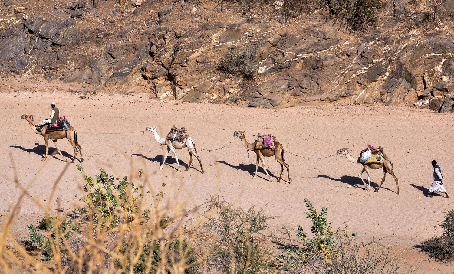 A caravan of four camels with riders and a shepherd walking across a sandy desert path in Eritrea, with a rocky hillside in the background.