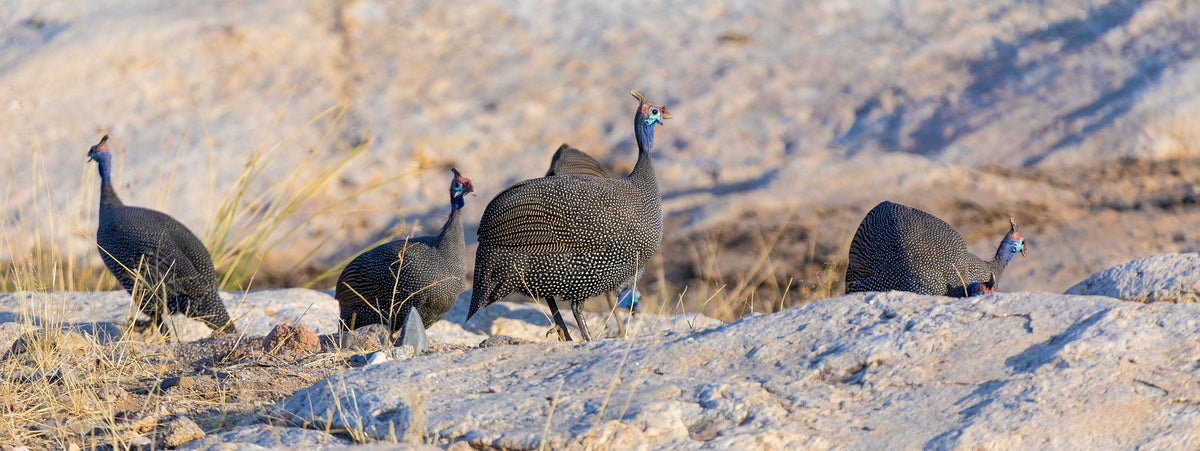 A group of guinea fowl standing on rocky, dry ground with a mountainous, sandy background.