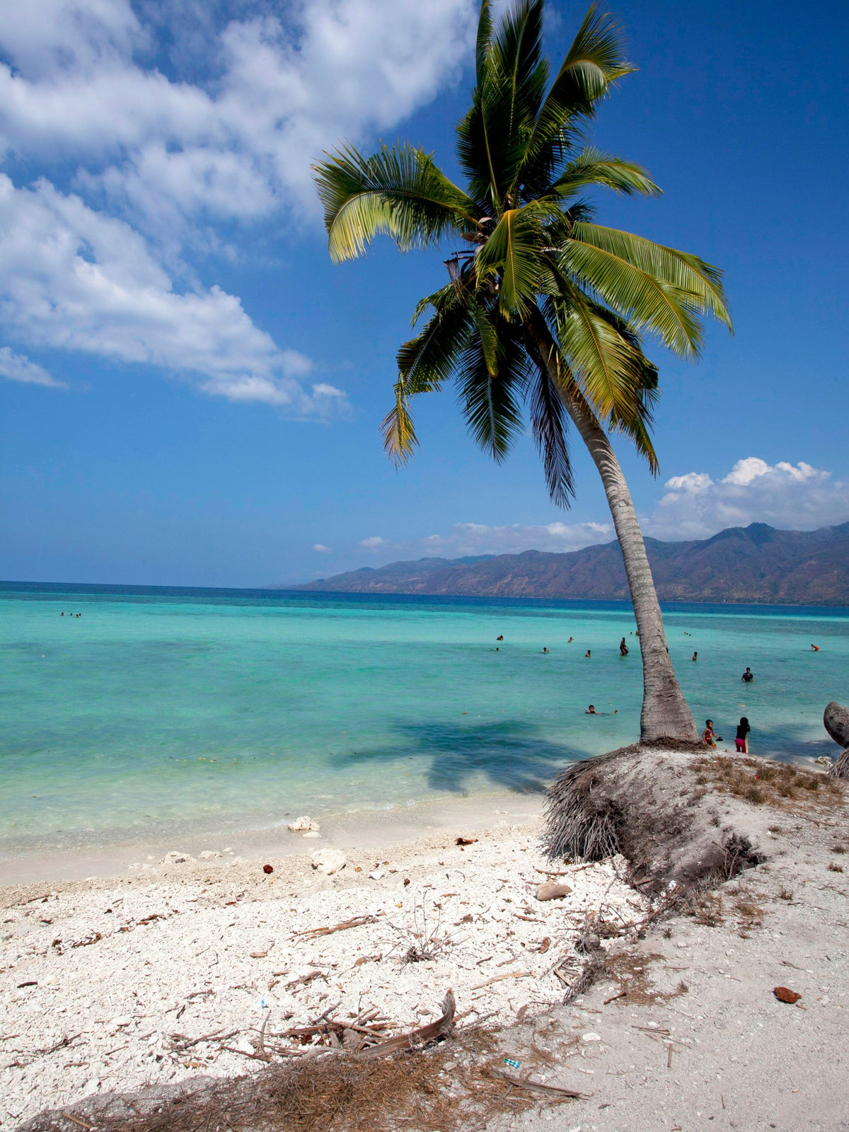 Picture of palm tree on beach with blue cloudy sky and mountainous coastline in the background
