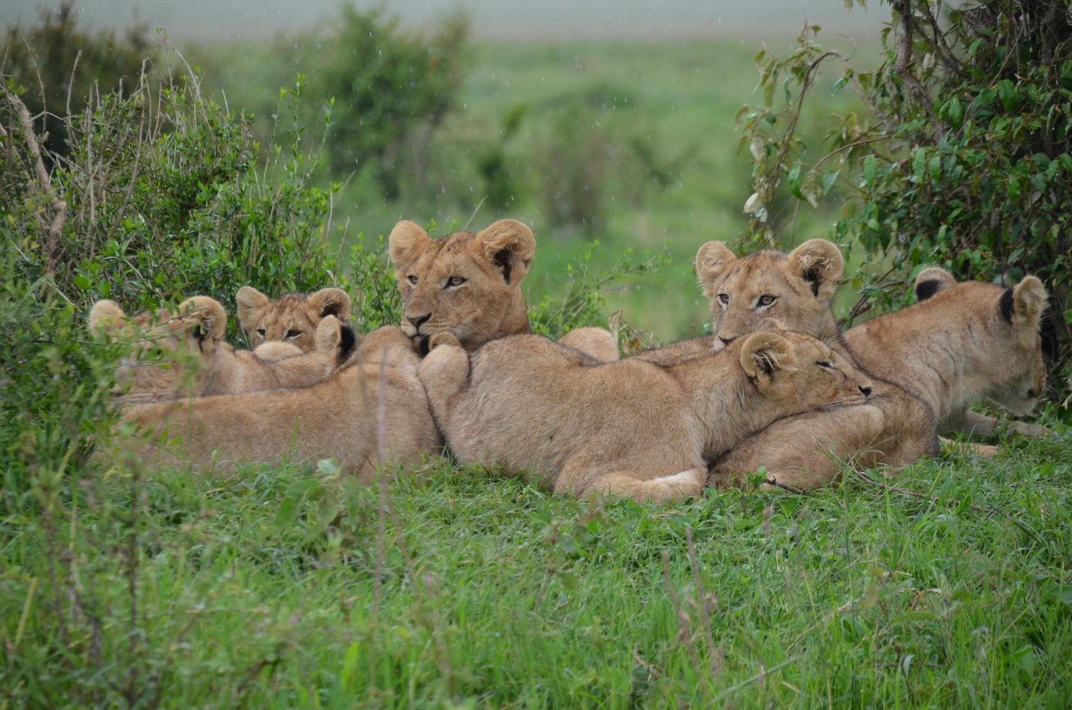 Group of lion cubs resting on a grassy field with greenery in the background