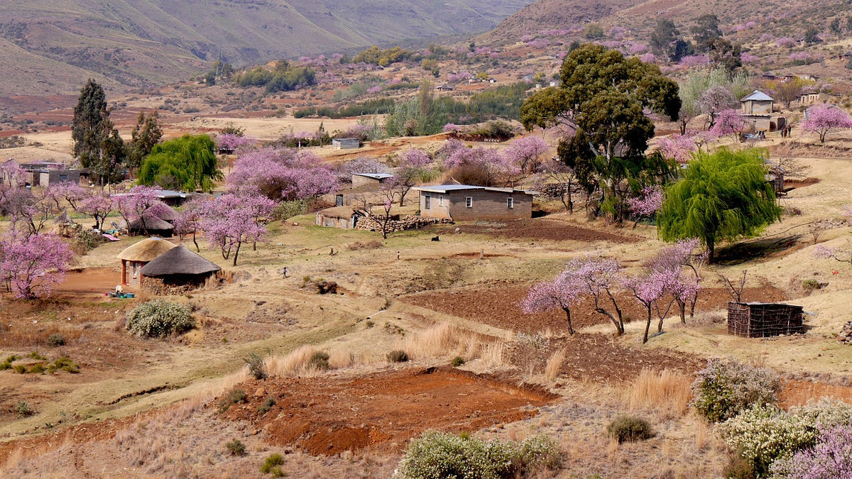 A scenic landscape of a rural village in Lesotho with small huts, trees in full pink blossom, and dry brown hills in the background.