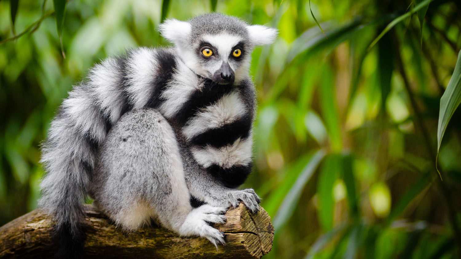 A ring-tailed lemur in Madagascar with gray, black, and white fur sits on a log in a lush green forest setting.