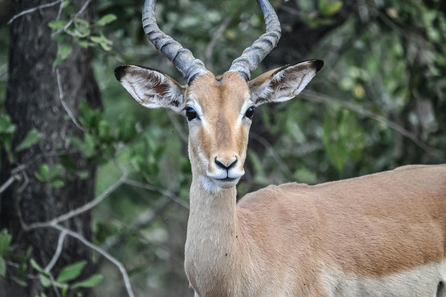 Gazelle with antlers looking directly at the camera, with a natural background of tree trunks, branches and leaves.