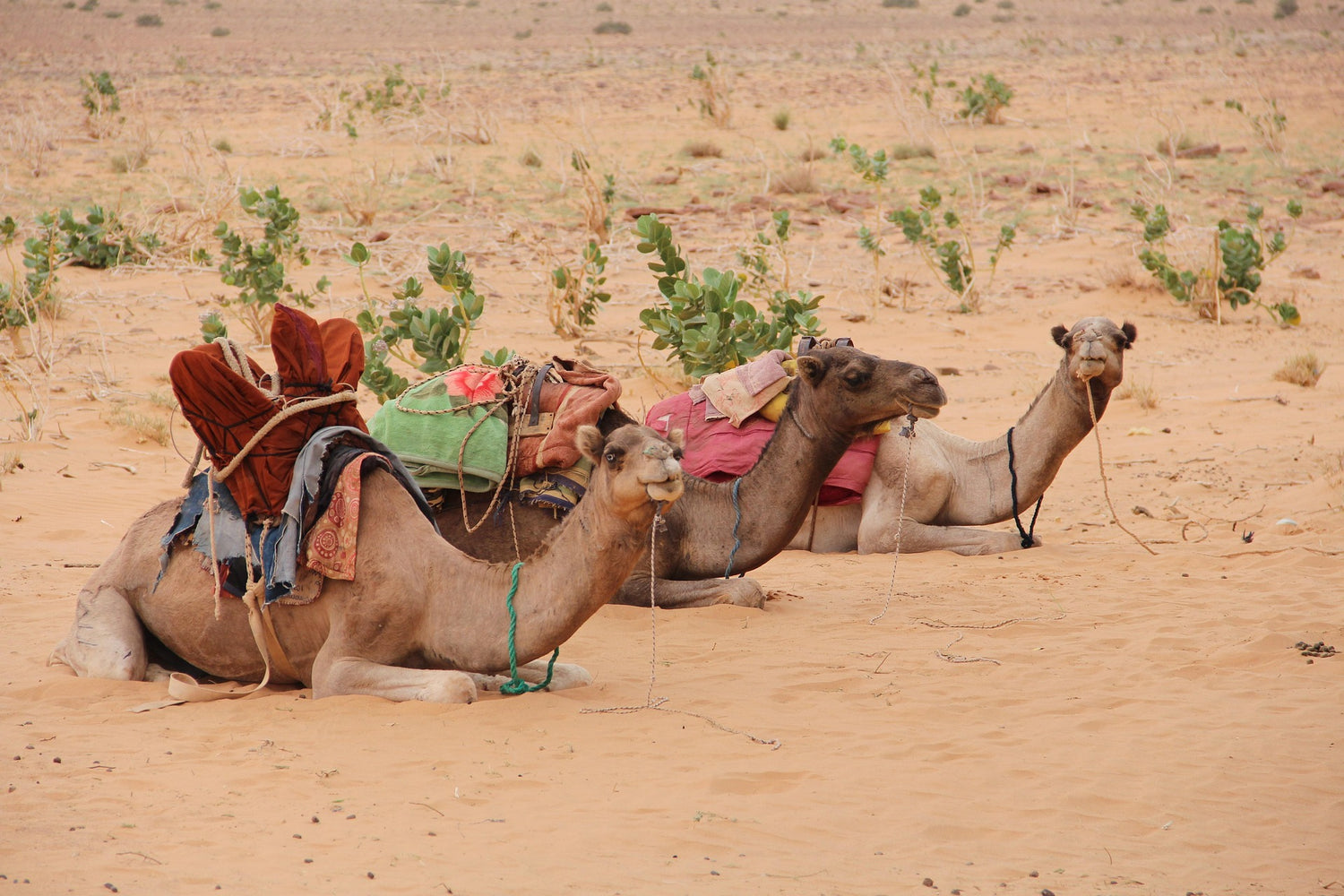 Two camels resting on sandy desert in Mauritania with sparse vegetation in the background. 