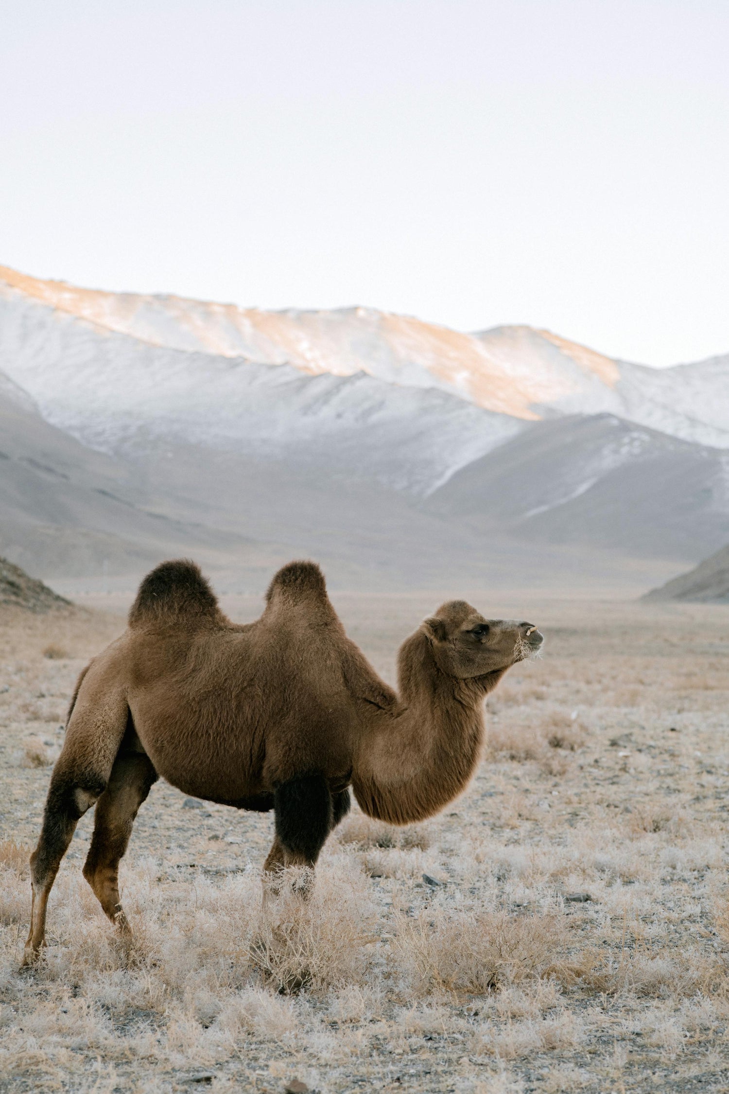 Camel walking in a desert landscape with mountains in the background