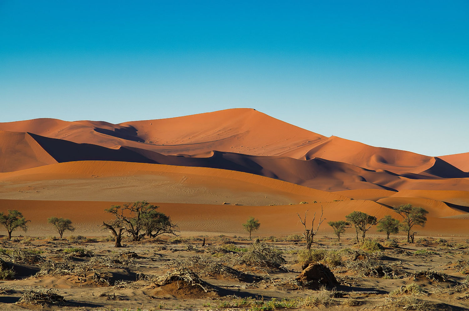 A scenic landscape photograph of orange sand dunes in Namibia, with sparse trees and dry grass in the foreground.