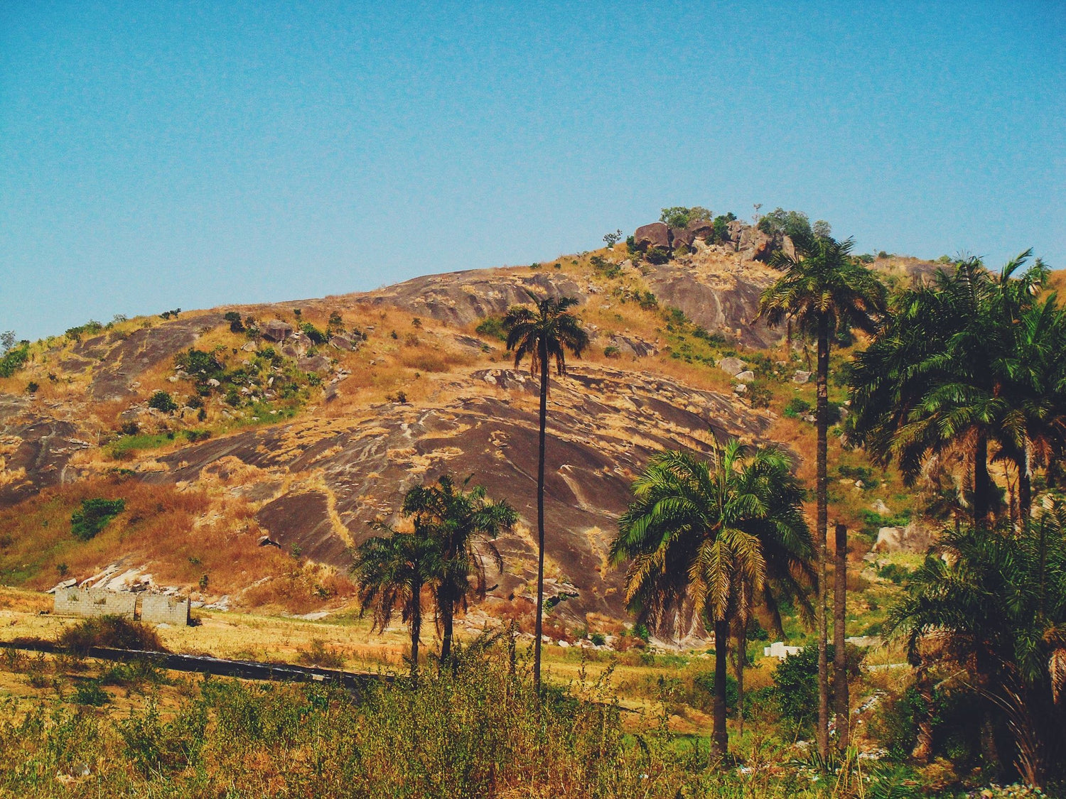 A scenic landscape photograph of a dry, rocky hillside with scattered palm trees under a clear blue sky.
