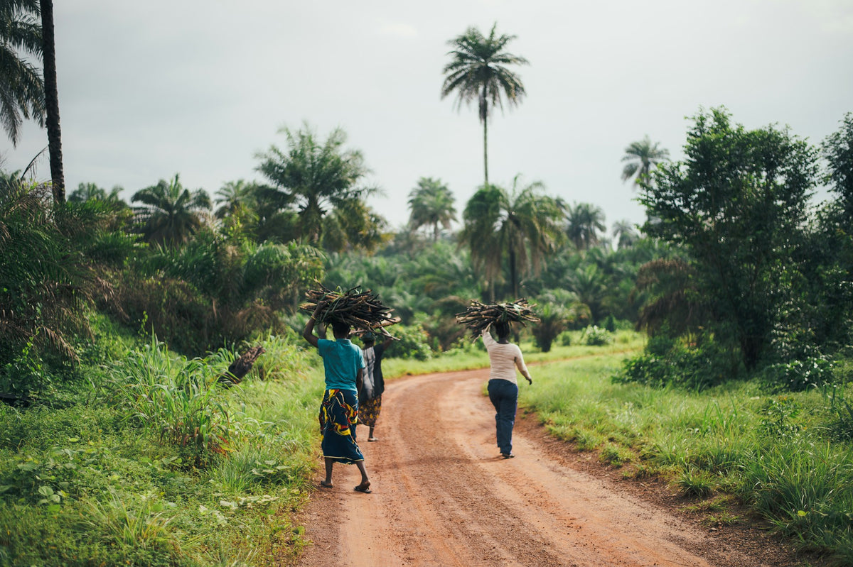 Two people carrying loads of firewood on their heads in Sierra Leone, walking along a dirt road surrounded by lush green tropical vegetation and palm trees under an overcast sky.