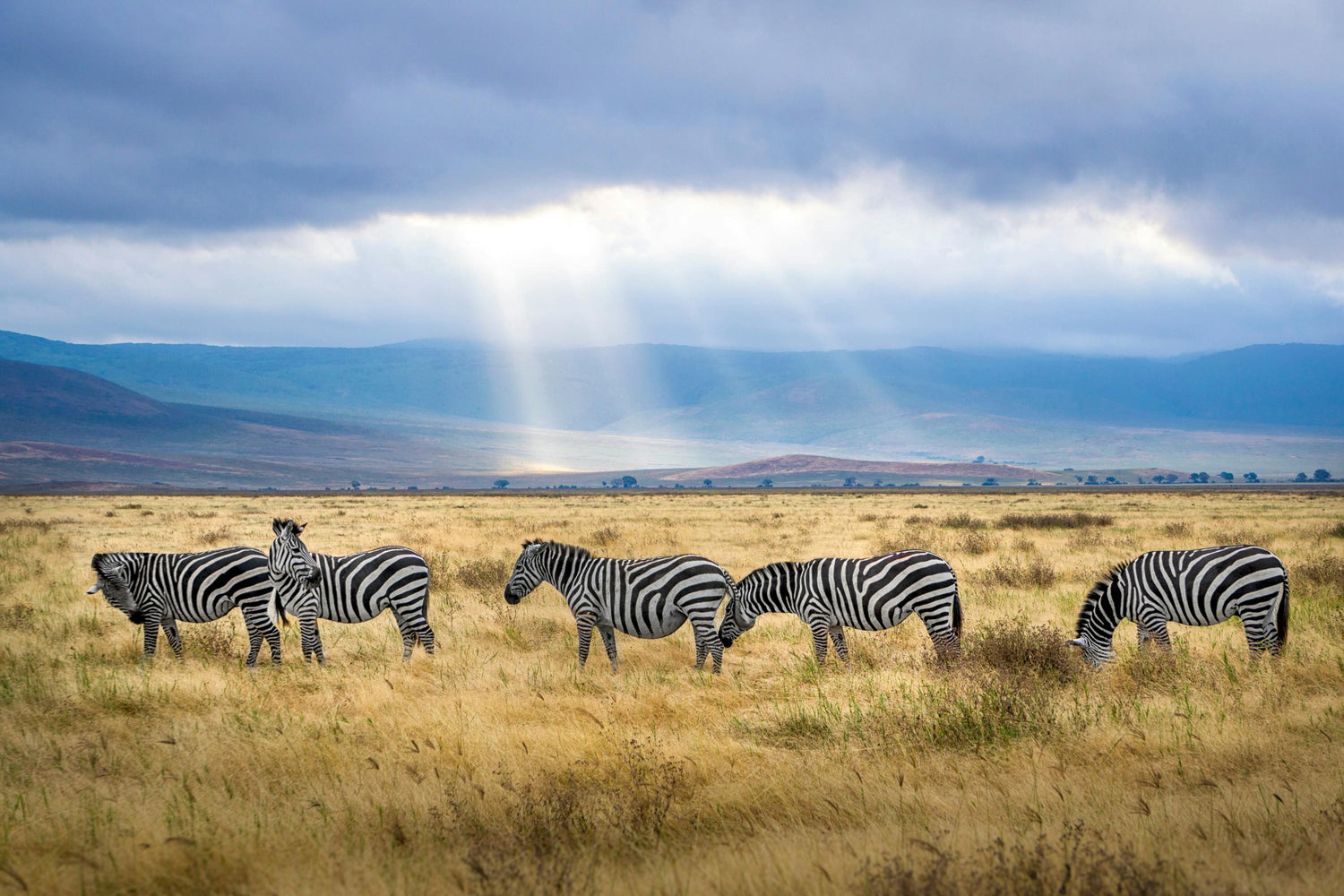 Zebras grazing in a grassy field with a rainbow in the background