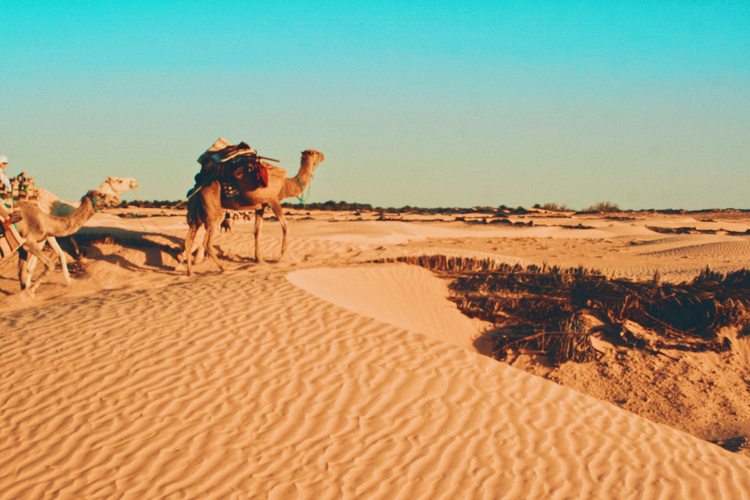 A desert landscape in Tunisia with sand dunes under a clear blue sky, featuring camels walking through the sand and some sparse shrubs in the foreground.