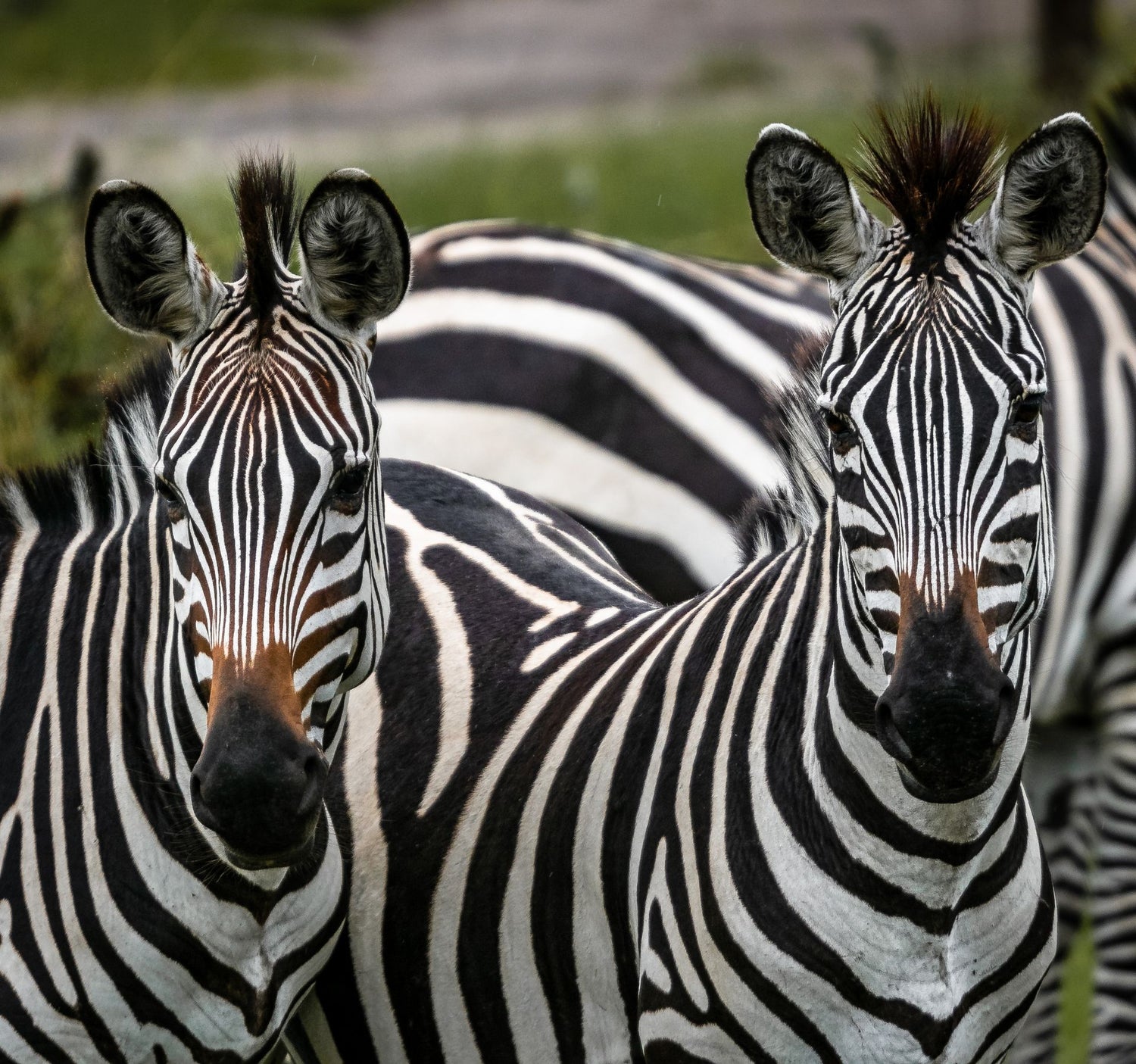 Two black and white Zebras in Uganda with another Zebra in the background