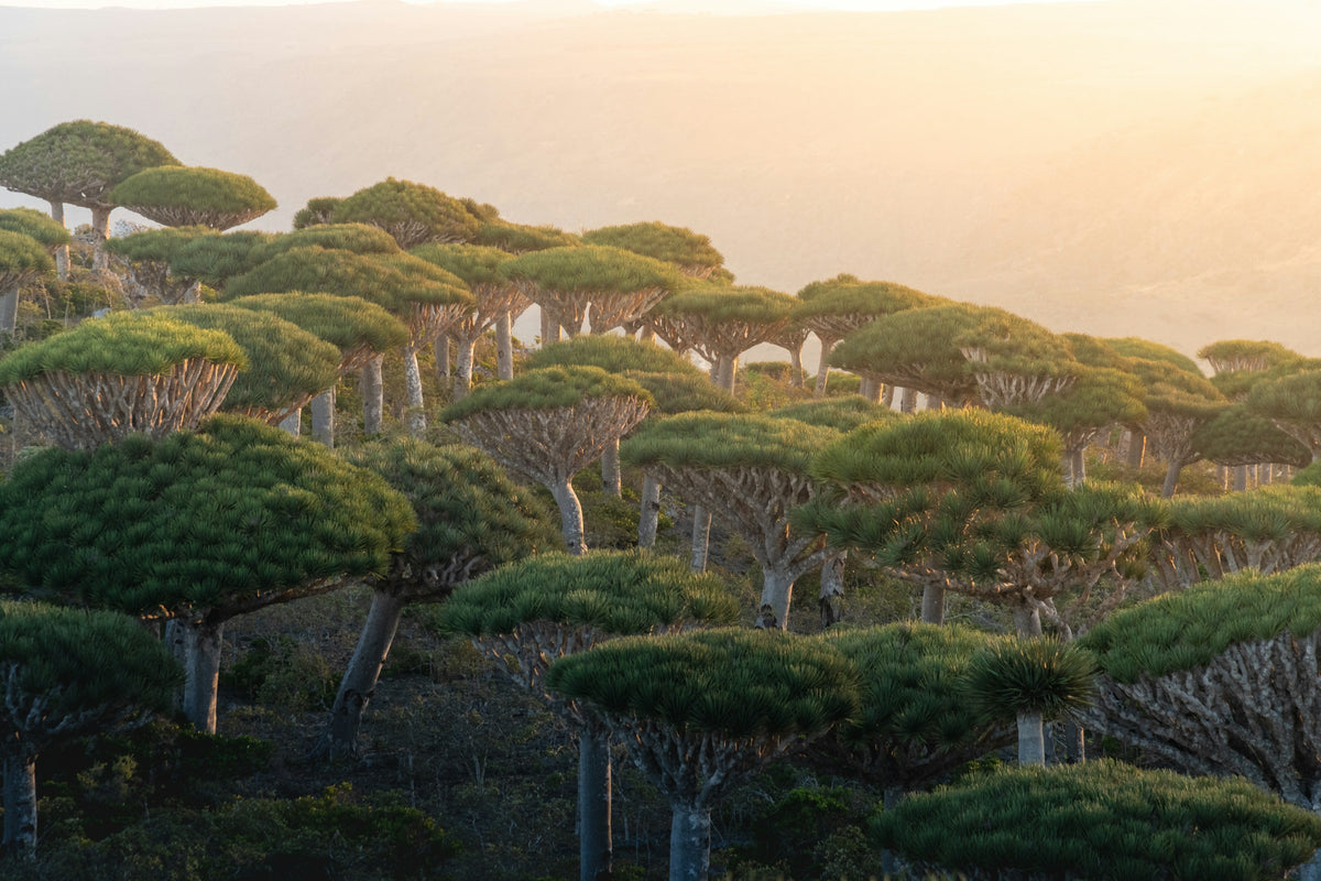 A scenic landscape photograph of a dense grove of dragon blood trees in Yemen's Socotra Archipelago with distinctive umbrella-shaped green canopies and pale trunks, bathed in warm golden-hour sunlight against a soft hazy background.